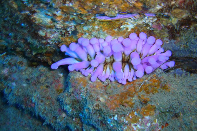 Scuba Dive for Beginners in a Turtle Area in Costa Adeje - Meeting Point and Pickup Details