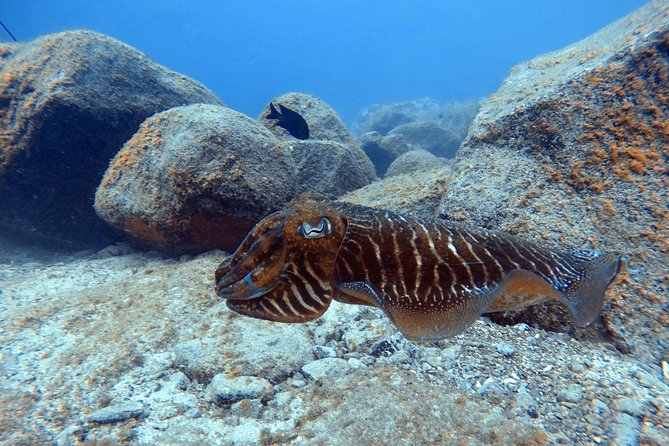 Scuba Dive for Beginners in a Turtle Area in Costa Adeje - Age and Participation Requirements