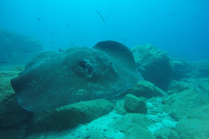 Scuba Dive for Beginners in a Turtle Area in Costa Adeje - Medical Conditions and Restrictions
