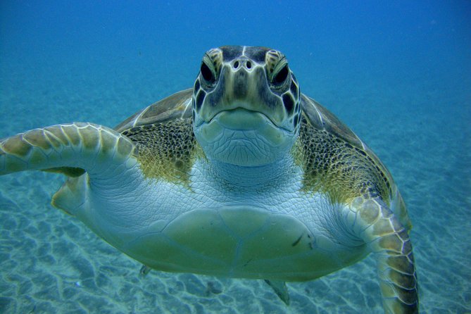 Scuba Dive for Beginners in a Turtle Area in Costa Adeje - Opportunity to See Wildlife