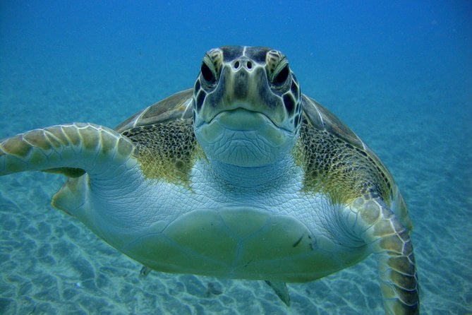 Scuba Dive for Beginners in a Turtle Area in Costa Adeje - Reviews and Additional Information