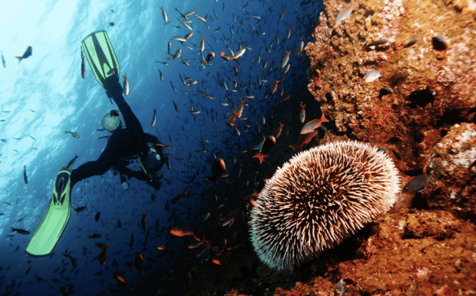 Scuba Dive in 1000 Steps - Frequently Asked Questions