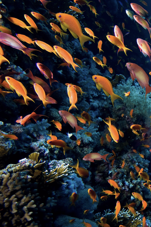 Scuba Dive in Anchor Ledge, Laje De Santos - Preparing for the Dive
