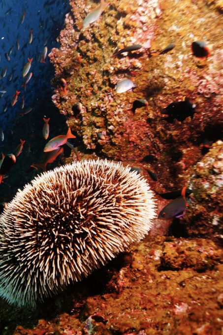 Scuba Dive in Madonna Rock, Nha Trang - Group Size