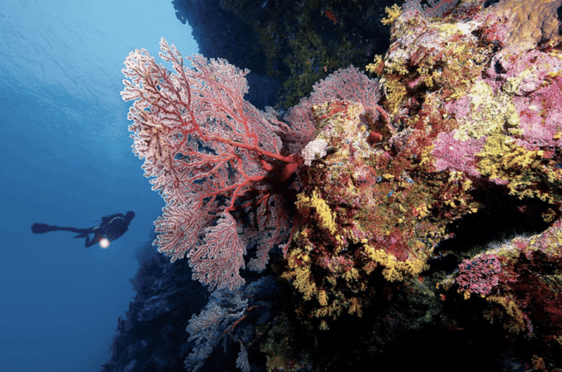 Scuba Dive in Nudibranch Gardens, Phu Quoc - Dive Site Information