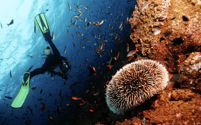 Scuba Dive in Pillars of Hercules - Getting to the Meeting Point