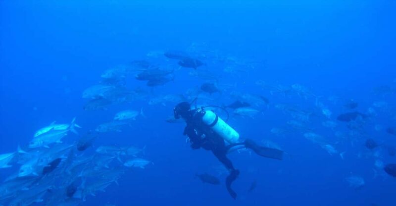 Scuba Dive in Shark Alley - Key Points