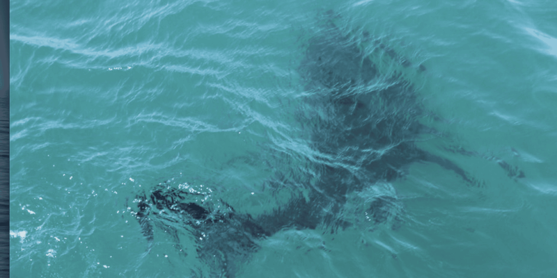 Scuba Dive in Shark Alley - Dive Experience