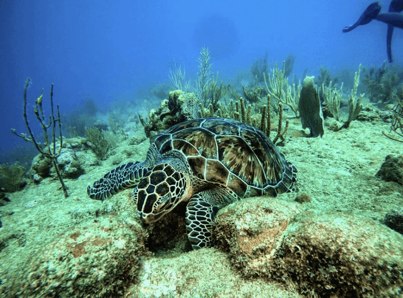 Scuba Dive in Sosua Cabarete - Dive Inclusions