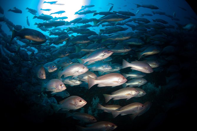 Scuba Dive the S.S. Yongala Wreck on the Great Barrier Reef. - Participant Requirements