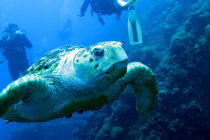 Scuba Dive the S.S. Yongala Wreck on the Great Barrier Reef. - Accessibility and Safety