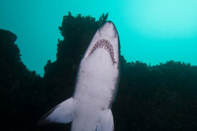 Scuba Dive With Grey Nurse Sharks in Bushrangers Bay - Key Points