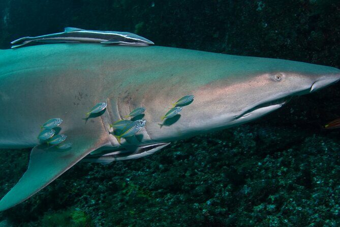 Scuba Dive With Grey Nurse Sharks in Bushrangers Bay - What Makes This Tour Special?