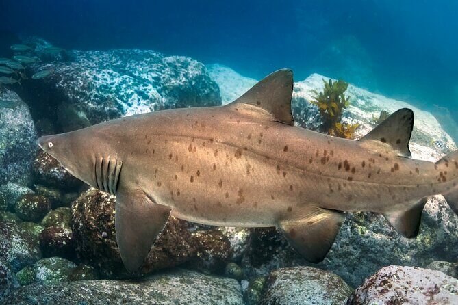 Scuba Dive With Grey Nurse Sharks in Bushrangers Bay - The Experience of the Guides and Facilities