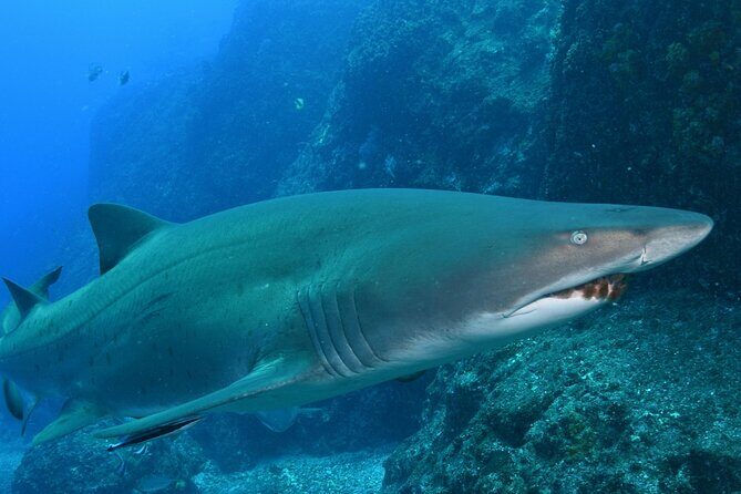 Scuba Dive With Grey Nurse Sharks in Bushrangers Bay - FAQ