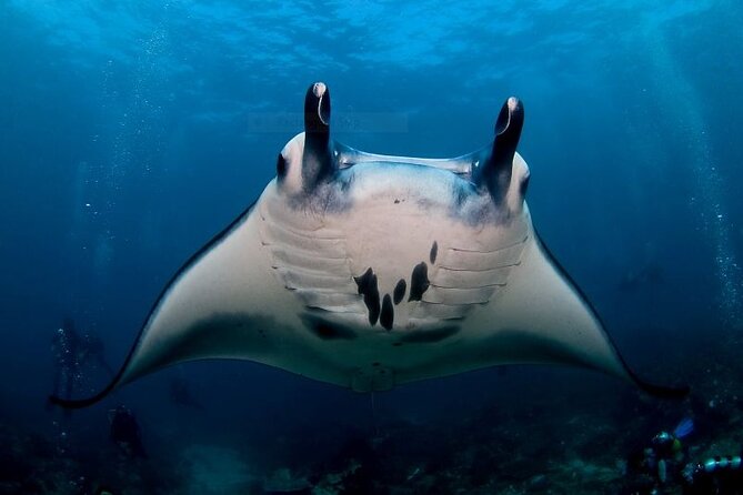 Scuba Dive With Manta Rays - Key Points