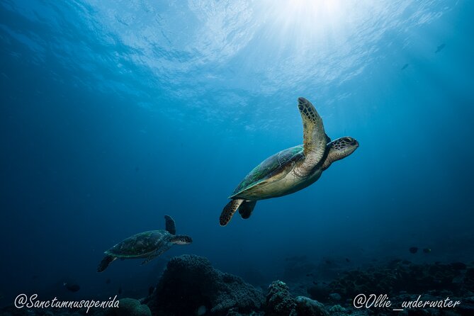 Scuba Dive With Manta Rays - Reviews and Feedback