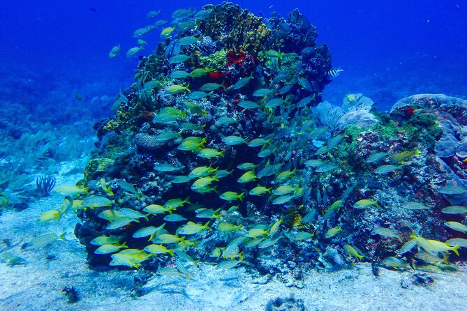 Scuba Diver Certification Course - Inclusions and Amenities