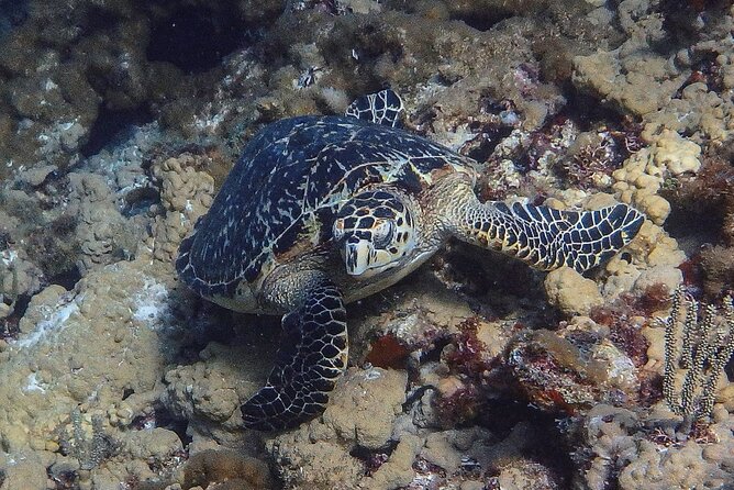 Scuba Diver Certification Course - Lowest Price Guarantee