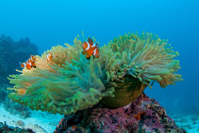 Scuba Diver Course (PADI) - Inclusions
