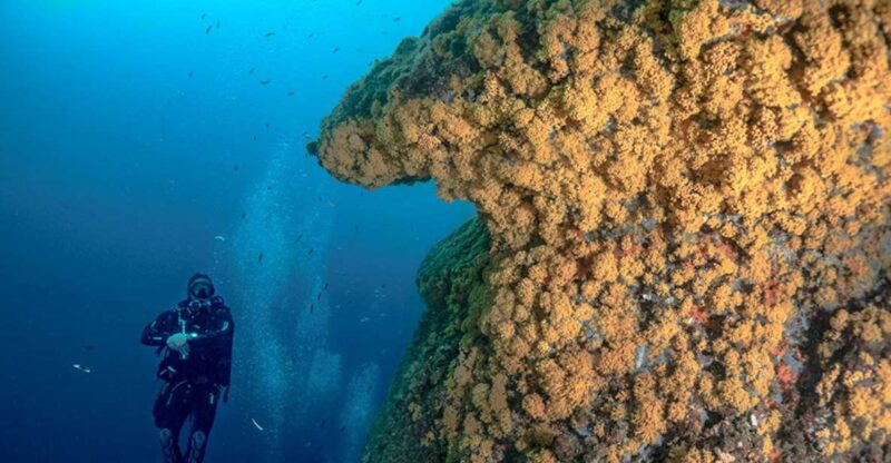 Scuba Diver for Certified Divers From Torre Annunziata - Experience Highlights