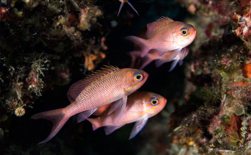Scuba Diver for Certified Divers From Torre Annunziata - Dive Details