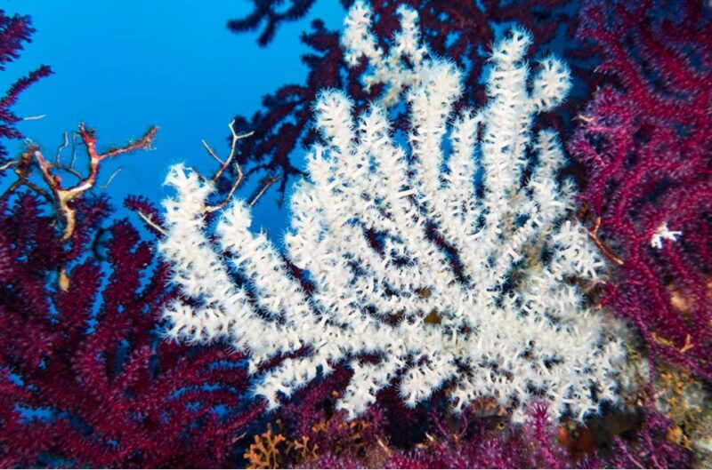 Scuba Diver for Certified Divers From Torre Annunziata - Participant Requirements