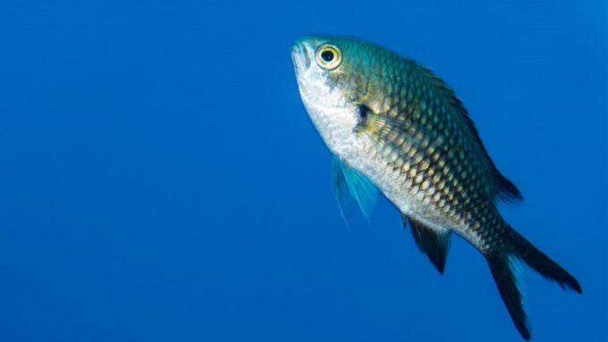 Scuba Diver for Certified Divers From Torre Annunziata - Marine Protected Area