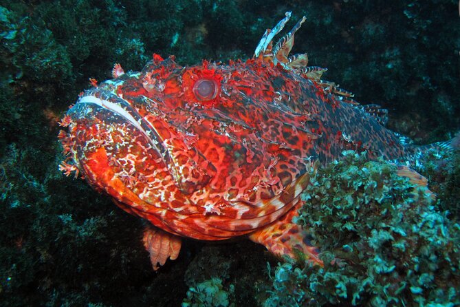 Scuba Diving - Group Size and Transportation