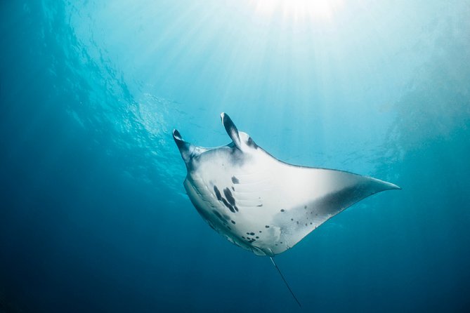 Scuba Diving 3 Dives Including Manta Rays at Nusa Penida - Safety and Accessibility