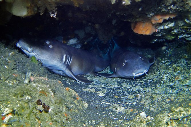 Scuba Diving 3 Dives Including Manta Rays at Nusa Penida - Booking Information and Reviews
