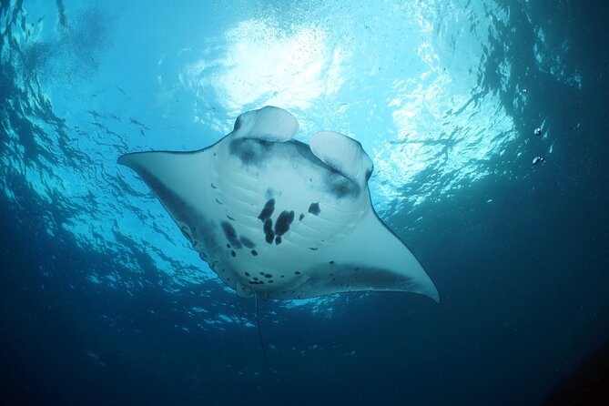 Scuba Diving 3 Dives Including Manta Rays at Nusa Penida - Manta Ray Encounters
