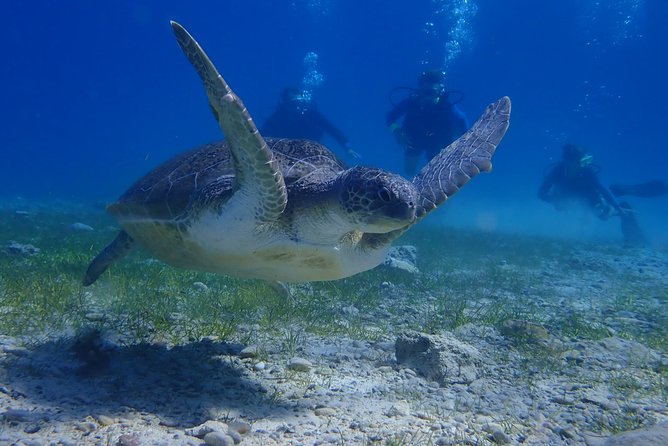 Scuba Diving Activity in Pernera - Cancellation Policy Details