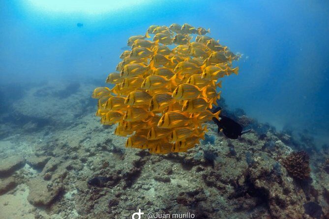 Scuba Diving adventure Cabo pulmo - Exploring the Cabo Pulmo Scuba Diving Adventure: An Honest Look