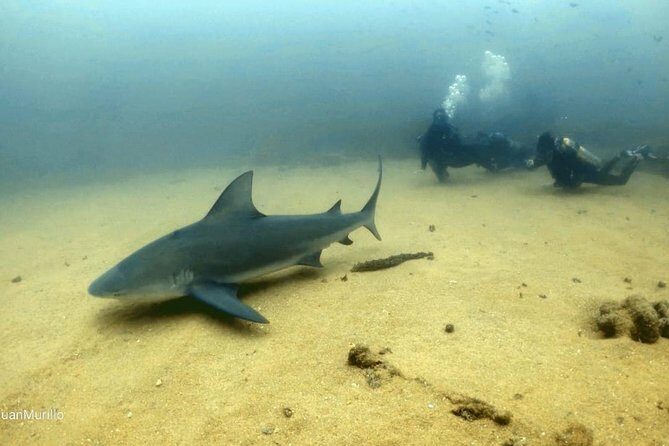 Scuba Diving adventure Cabo pulmo - Key Points