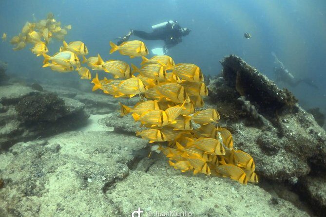 Scuba Diving adventure Cabo pulmo - Who Will Appreciate This Tour Most?