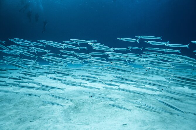 SCUBA Diving Adventure in Mahahual, SCUBA Gear Included - Health and Safety Requirements