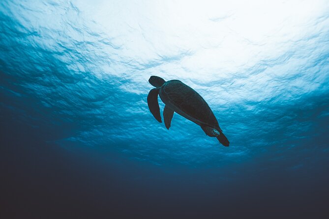 SCUBA Diving Adventure in Mahahual, SCUBA Gear Included - Participant Feedback