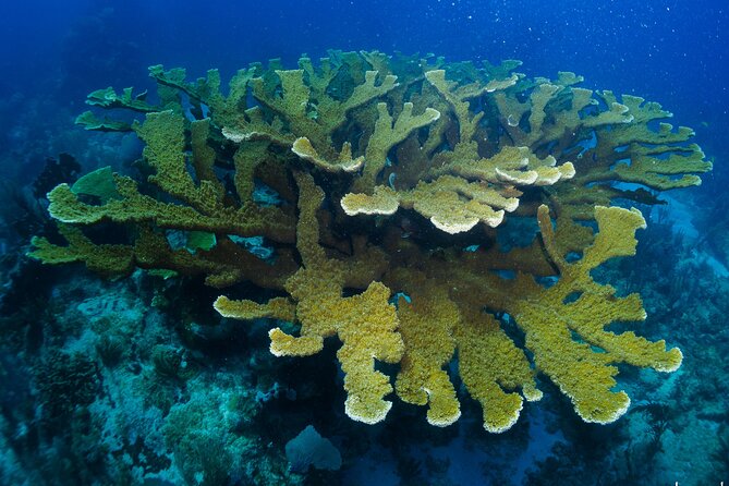 SCUBA Diving Adventure in Mahahual, SCUBA Gear Included - Booking and Cancellation Policy