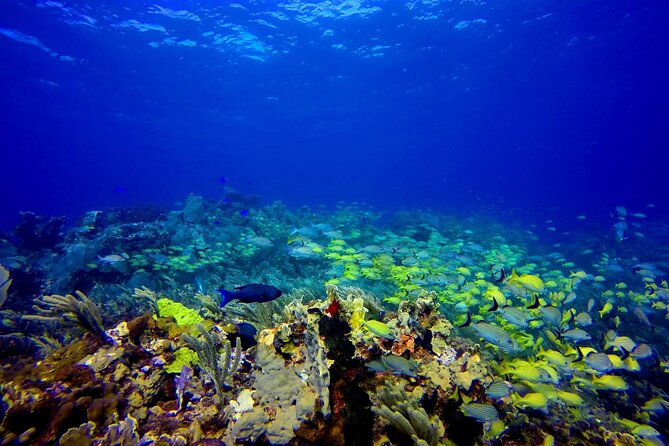 Scuba Diving Adventure WITHOUT Certification! Try It Today! - Exploring Manchones Reef With Dive Professionals