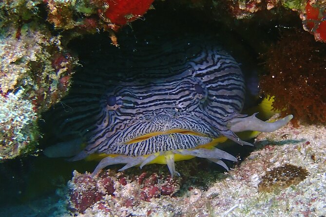 Scuba Diving Adventure WITHOUT Certification! Try It Today! - Scuba Safety Guidelines and Health Considerations