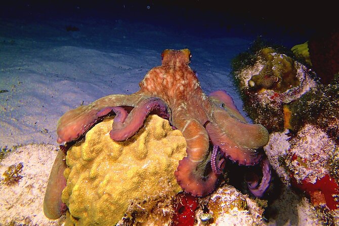 Scuba Diving Adventure WITHOUT Certification! Try It Today! - Friendly and Professional Dive Instructors