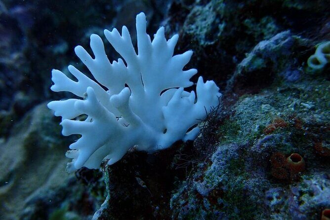 Scuba Diving and shopping on the Hipstrip. - A Closer Look at the Tour Experience