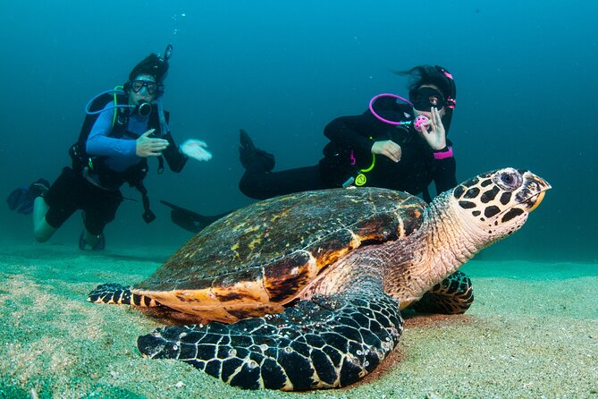 Scuba Diving Arcos or Marietas Vallarta Undersea - Physical Requirements