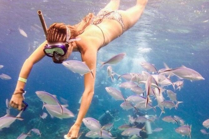 Scuba Diving at Catalina Island (2-Tank Dives - 2 Different Spots) - Discovering the Reef