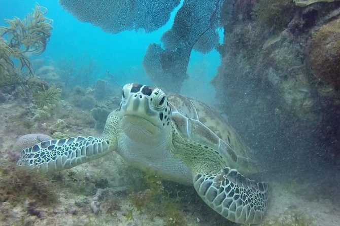 Scuba Diving at Catalina Island - 2 Tank - for Certified Divers - Overview of the Experience