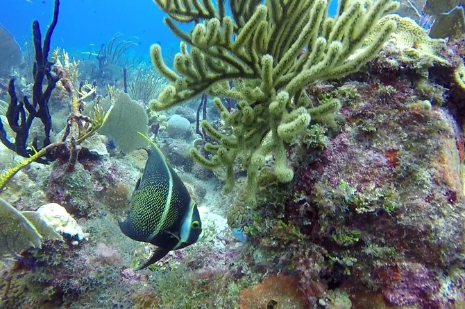 Scuba Diving at Catalina Island - 2 Tank - for Certified Divers - Pickup and Meeting Details