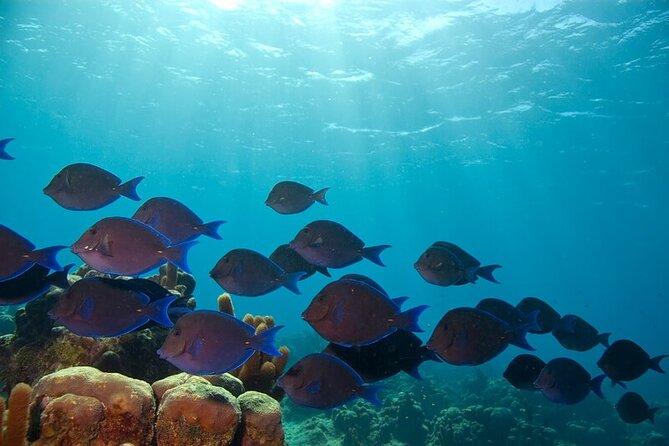 Scuba Diving at Catalina Island - 2 Tank - for Certified Divers - Customer Feedback and Reviews
