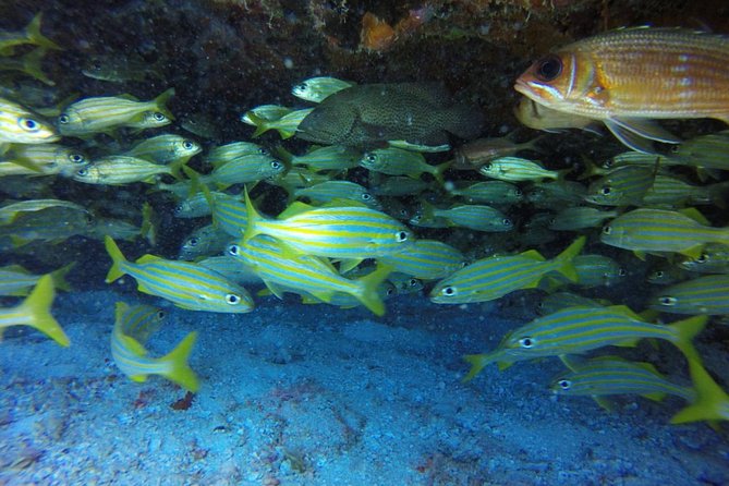Scuba Diving at Catalina Island - 2 Tank - for Certified Divers - Dive Sites and Activities