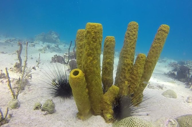 Scuba Diving at Catalina Island - 2 Tank - for Certified Divers - Booking Your Stay